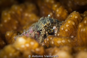 Tiny creatures from the Indian Ocean_Dec. 2023
(Canon100... by Antonio Venturelli 
